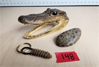 Taxidermy Alligator/Rattlesnake/Petoskey Stone