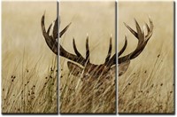 3 Panel Wall Art Deer Stag