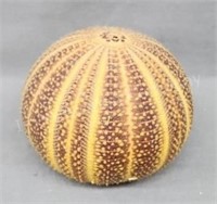 Neat Large Sea Urchin Shell