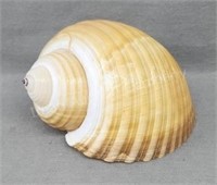 Excellent Large 7" Sea Snail Shell