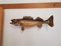 Taxidermy Wall Mount Walleye Fish