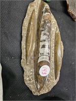 Squid Fossil Skeleton