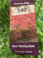 3 gallon Dwarf Burning Bush