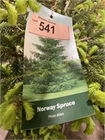 3 gallon Norway Spruce