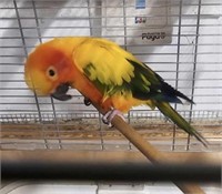 Female-Sun Conure- 12 years