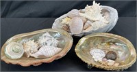 Nautical / Seashell Collection