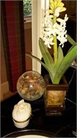 Hyacinth with container
