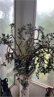 Jade plant