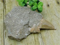 SHARK TOOTH IN MATRIX ROCK STONE LAPIDARY SPECIMEN