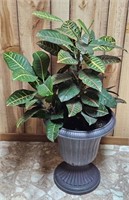 Live Crotons Plant in Planter