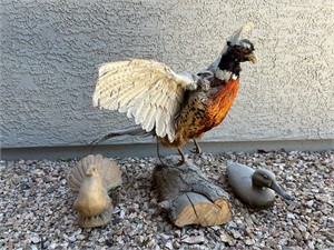 Pheasant Taxidermy Bird + Wood Duck ++