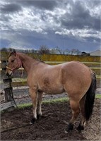 Janelle is a fun 2 year old, dun, DraftX filly.