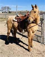 COLOR ME ESPECIAL “Goldie” is a 19 year old, AQHA