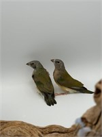 2 unsexed baby gouldian finches