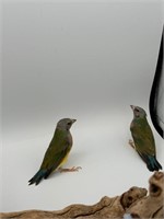 2 unsexed baby gouldian finches