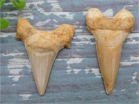 SHARK TEETH ROCK STONE LAPIDARY SPECIMEN