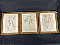 3 Vintage Botanical Flower Art Print Charts.