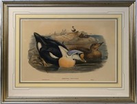 J. Gould & HC Richter Hand colored  lithograph