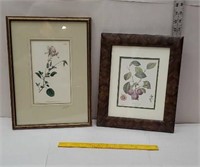 2 botanical prints