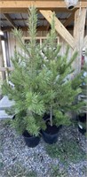 5 - 5' - 6' Potted Pine Trees - Each