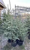 5 - 5' - 6' Potted Spruce Trees - Each