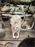 Cow Skull; Antlers