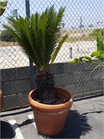 Palm tree in in terracotta pot