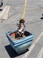 Palm tree in glazed terracotta pot,