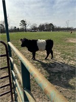 Belted Cow exposed to Highpark 90 days