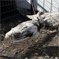 Hen-Silver Pied Peahen-2023 hatch