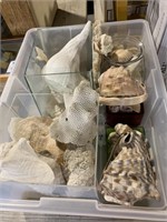 Large tote of sea shells