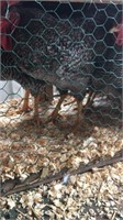 Barred Rock roosters
