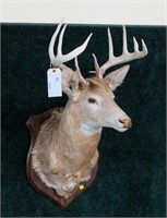 9 point trophy white tail mount