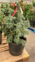 7 Gallon Blue Spruce (BIDX5)