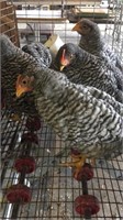 Barred rock pullets