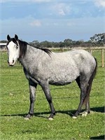 (VIC) BLUE - WELSH X ANDALUSIAN COLT