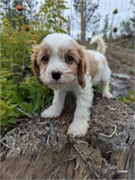 Male-Cavapoo Puppy-9 weeks
