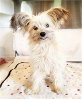 Male-Yorkie Mix Puppy-Intact, 10 months,5LBS