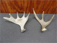 2-Smaller Moose Antlers