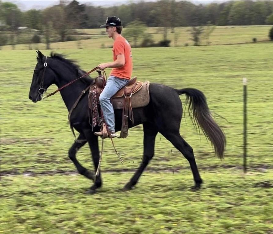 Mr Ladies Man -  Reg. 2021 Gray TWH Gelding