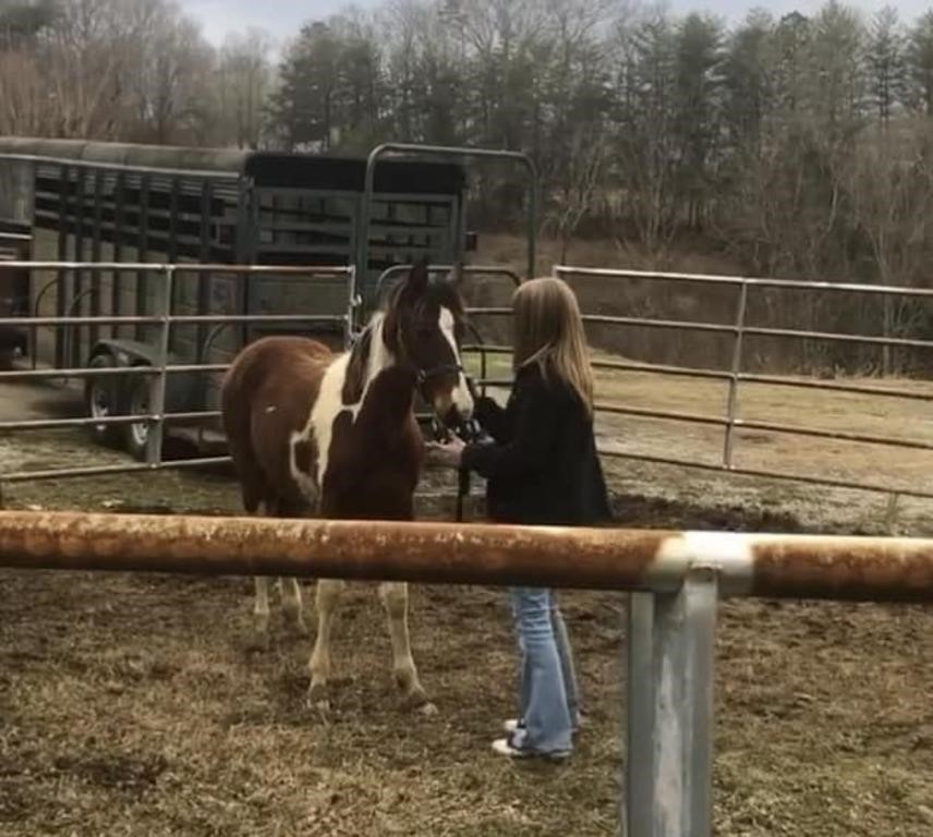 Splash - Red & White Spotted TWH Yearling Filly