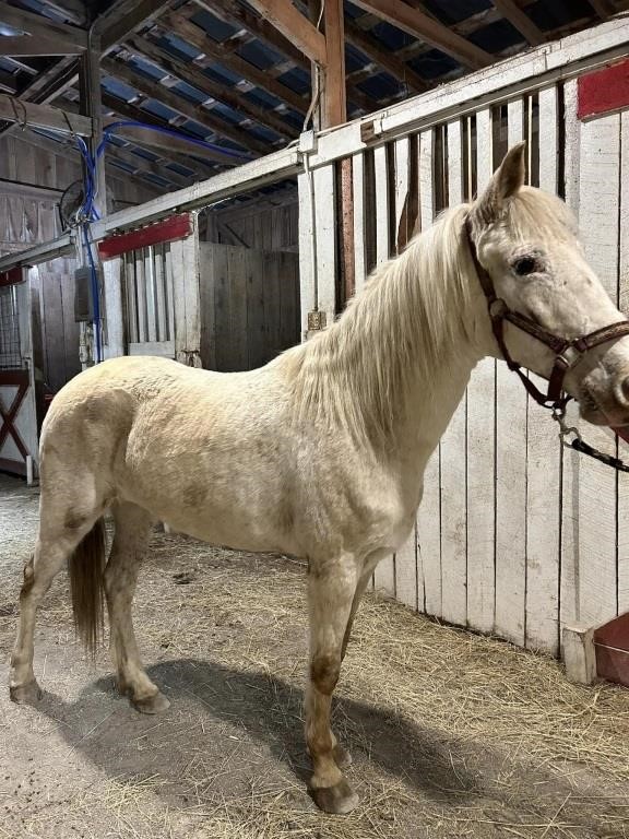 Charlotte - 9 to 10 YO Gaited Gray Pony Mare