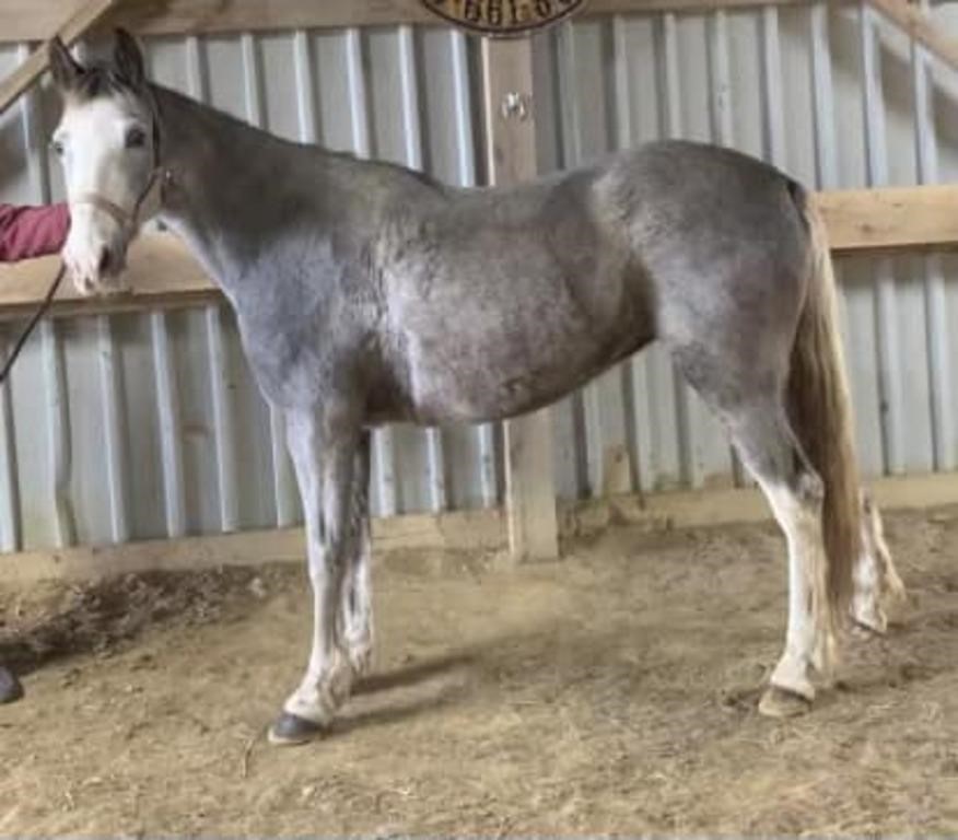 Miss Jetta - 6 YO Gray Sabino Mare