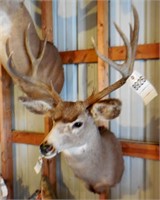 10 Point Symmetric Whitetail Deer Head Mount