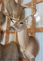 5 Point Asymmetric Whitetail Deer Head Mount