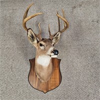 Mounted Deer Head