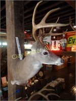 Taxidermy Mounted Whitetail Deer