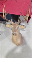 Large 11 point deer mount