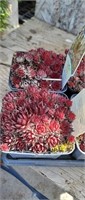 (2) Red Beauty Hens & Chicks