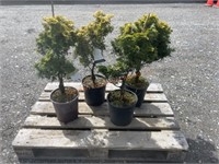 4 Dwarf Hinkoki Cypress